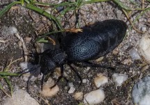 Käfer schwarz