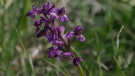 Orchide - kleines Knabenkraut